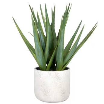 Plante succulente “Aloe Vera”